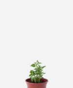 Manjericão Miúdo (<em>Ocimum basilicum</em> var. <em>minimum</em>)