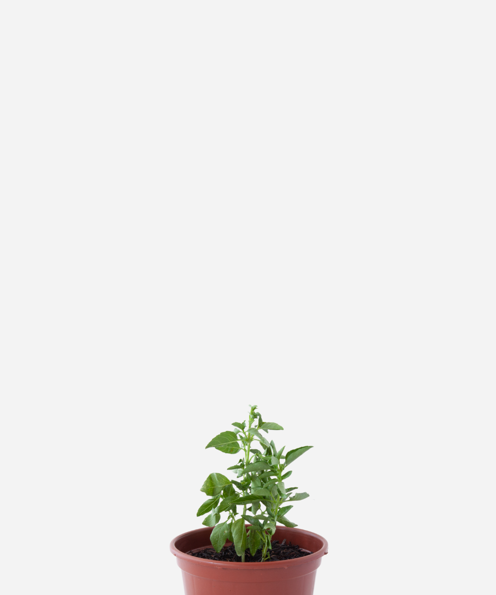 MANJERICAO-MIUDO-CORTE-1.png Manjericão Miúdo (<em>Ocimum basilicum</em> var. <em>minimum</em>) - Imagem 1