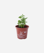 Manjericão Miúdo (<em>Ocimum basilicum</em> var. <em>minimum</em>) - Imagem 3