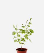 Manjericão Sagrado Rama/Kapoor (<em>Ocimum sanctum</em>)
