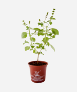 Manjericão Sagrado Rama/Kapoor (<em>Ocimum sanctum</em>) - Imagem 2