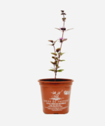 Manjericão Roxinho (<em>Ocimum basilicum</em>) - Imagem 2
