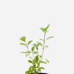 Manjericão Tailandês (<em>Ocimum Basilicum </em>'Horapha')