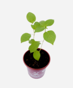 Manjericão Zahtar (<em>Ocimum gratissimum</em> var. <em>macrophyllum</em>) - Imagem 3