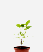 Manjericão Zahtar (<em>Ocimum gratissimum</em> var. <em>macrophyllum</em>)