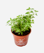 Manjerona (<em>Origanum majorana</em>) - Imagem 3
