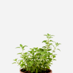 Manjerona (<em>Origanum majorana</em>)