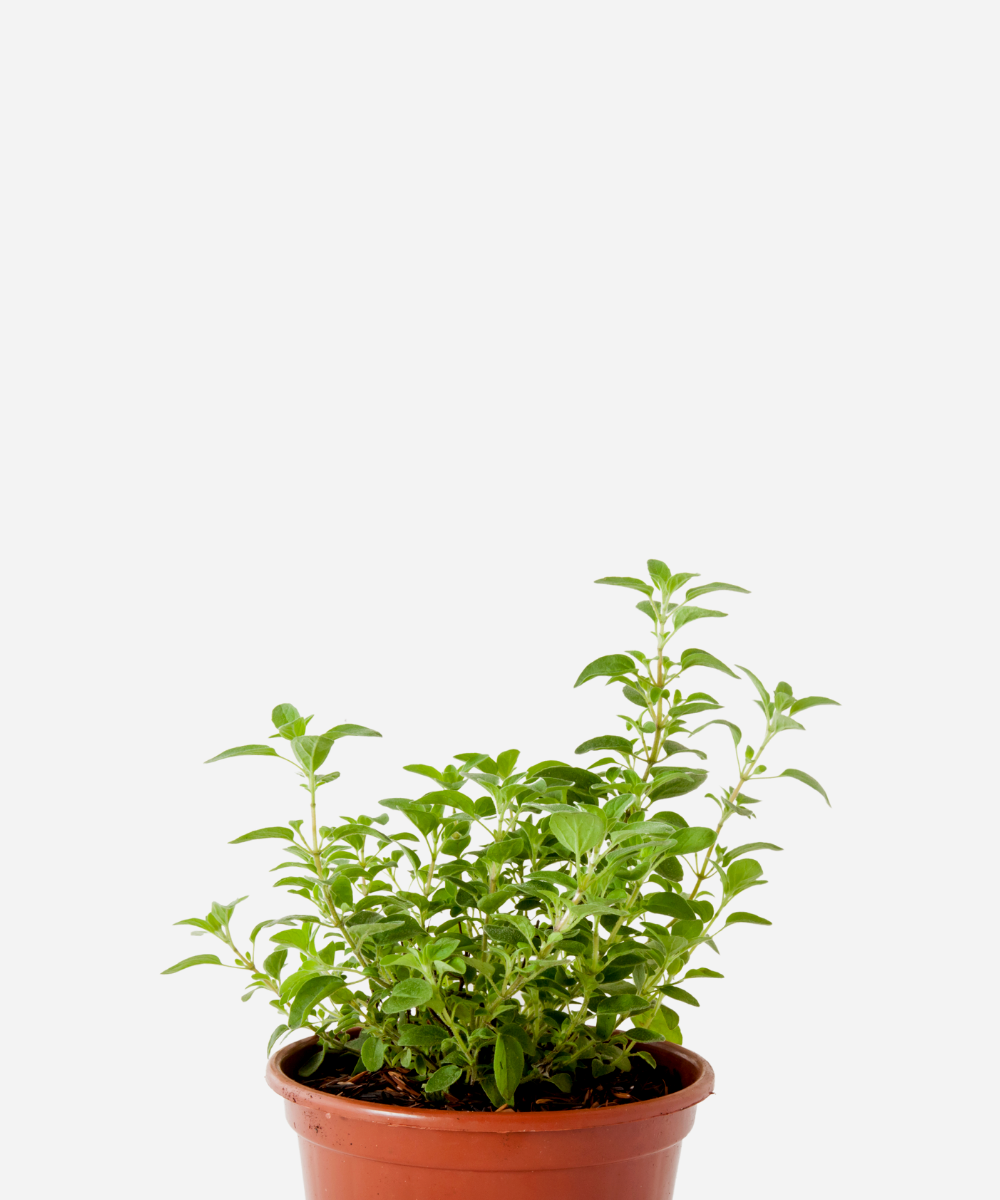 MANJERONA-CORTE.png Manjerona (<em>Origanum majorana</em>) - Imagem 1