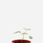 Maria Dormideira (<em>Mimosa pudica</em>)