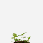 Melissa (<em>Melissa officinalis</em>)
