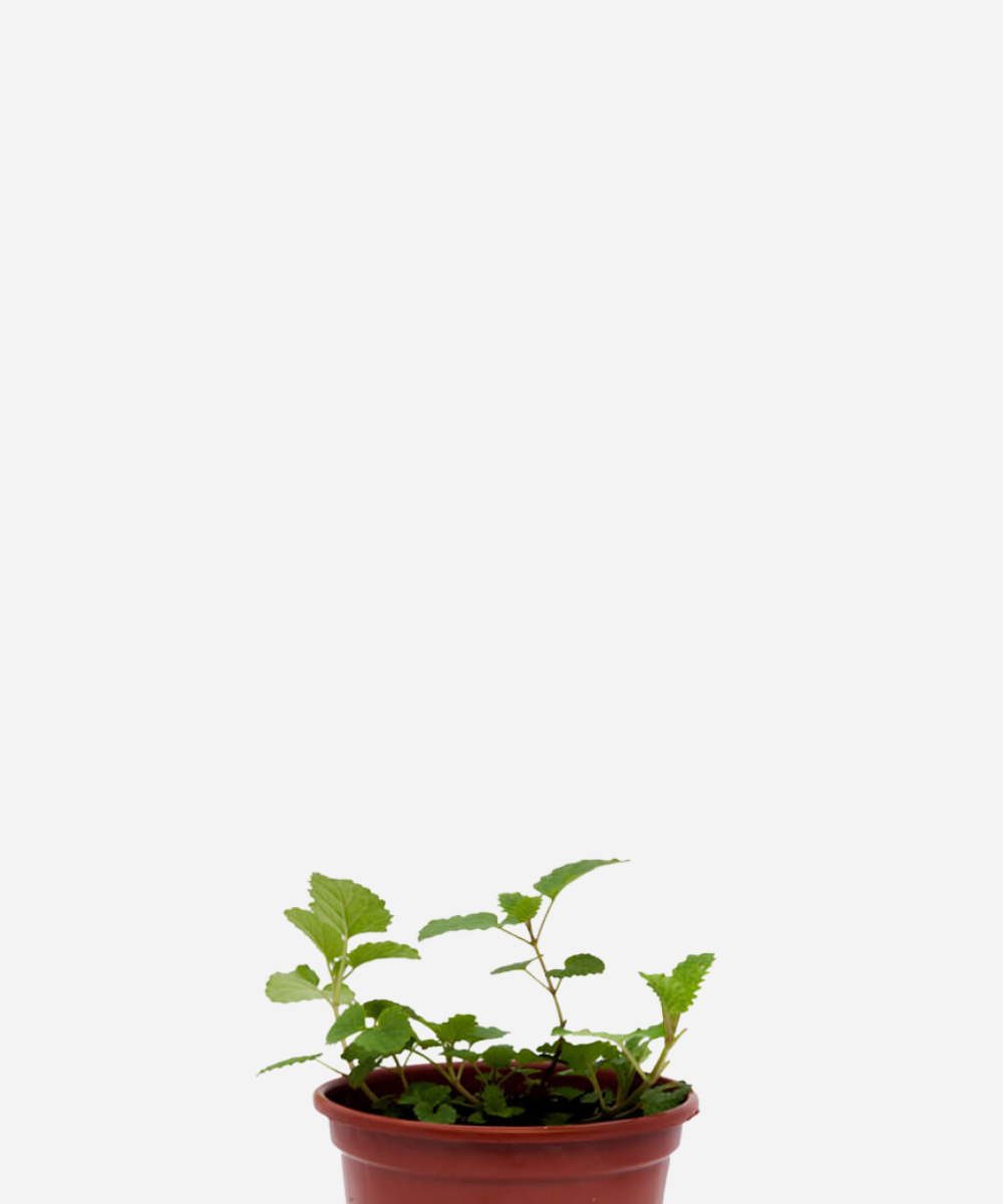 MELISSA-CORTE.png Melissa (<em>Melissa officinalis</em>) - Imagem 1
