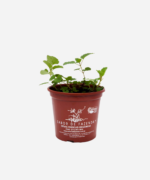 Melissa (<em>Melissa officinalis</em>) - Imagem 2