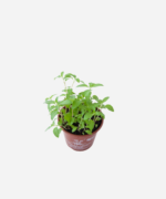 Menta (<em>Mentha</em> sp.) - Imagem 3