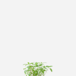 Menta (<em>Mentha</em> sp.)