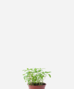 Menta (<em>Mentha</em> sp.)