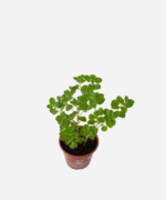 Menta Feminina/Erva das Azeitonas (<em>Clinopodium nepeta</em>) - Imagem 3