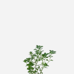 Menta Feminina/Erva das Azeitonas (<em>Clinopodium nepeta</em>)