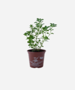 Menta Feminina/Erva das Azeitonas (<em>Clinopodium nepeta</em>) - Imagem 2