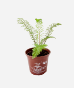 Mil em Rama/Novalgina (<em>Achillea millefolium</em>) - Imagem 3