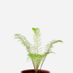 Mil em Rama/Novalgina (<em>Achillea millefolium</em>)