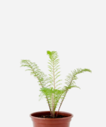 Mil em Rama/Novalgina (<em>Achillea millefolium</em>)
