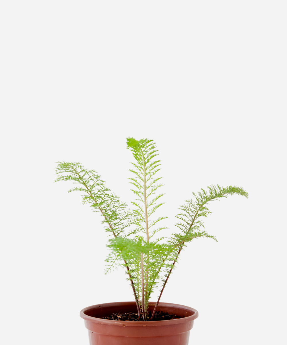 MIL-E-RAMA-CORTE.png Mil em Rama/Novalgina (<em>Achillea millefolium</em>) - Imagem 1
