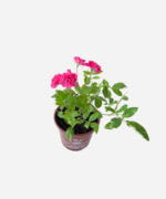 Mini Rosa (<em>Rosa chinensis</em> var. <em>semperflorens</em>) - Imagem 3