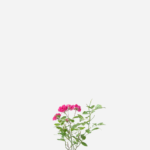 Mini Rosa (<em>Rosa chinensis</em> var. <em>semperflorens</em>)