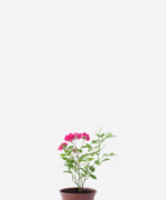 Mini Rosa (<em>Rosa chinensis</em> var. <em>semperflorens</em>)