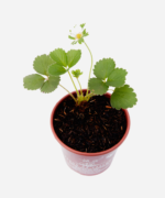 Morango (<em>Fragaria vesca</em>) - Imagem 3