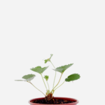 Morango (<em>Fragaria vesca</em>)