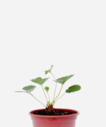 Morango (<em>Fragaria vesca</em>)
