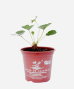 Morango (<em>Fragaria vesca</em>) - Imagem 2