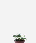 Morango Indiano (<em>Potentilla indica</em>)