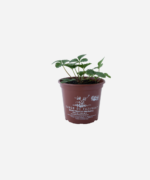 Morango Indiano (<em>Potentilla indica</em>) - Imagem 2