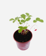 Morango Silvestre (<em>Fragaria vesca</em>) - Imagem 3