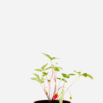 Morango Silvestre (<em>Fragaria vesca</em>)