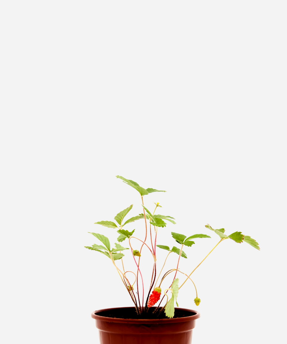 MORANGO-SILVESTRE-CORTE.png Morango Silvestre (<em>Fragaria vesca</em>) - Imagem 1