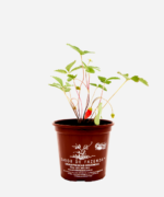 Morango Silvestre (<em>Fragaria vesca</em>) - Imagem 2