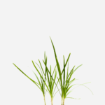 Alho Japonês/Nirá (<em>Allium tuberosum</em>)