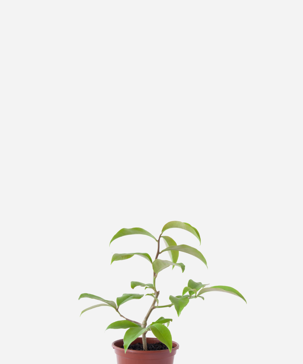 ORA-PRO-NOBIS-CORTE.png Ora-Pro-Nóbis (<em>Pereskia aculeata</em>) - Imagem 1