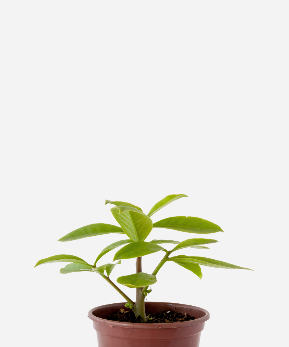 ORA-PRO-NOBIS-FLOR-ROSA-CORTE-PRO-NOBIS-COMUM-CORTE.png Ora-Pro-Nóbis da Flor Rosa (<em>Pereskia grandiflora</em>) - Imagem 1