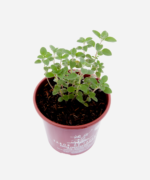 Orégano (<em>Origanum vulgare</em>) - Imagem 3