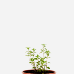 Orégano (<em>Origanum vulgare</em>)