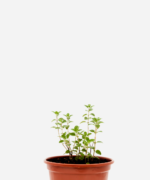 Orégano (<em>Origanum vulgare</em>)