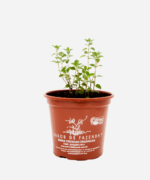 Orégano (<em>Origanum vulgare</em>) - Imagem 2