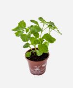 Patchouli (<em>Pogostemon patchouli</em>) - Imagem 3