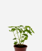Patchouli (<em>Pogostemon patchouli</em>)