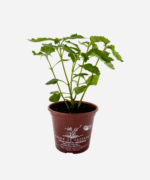 Patchouli (<em>Pogostemon patchouli</em>) - Imagem 2