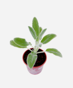 Peixinho (<em>Stachys byzantina</em>) - Imagem 3
